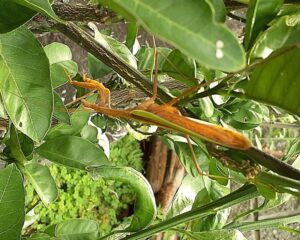 カマキリ成虫