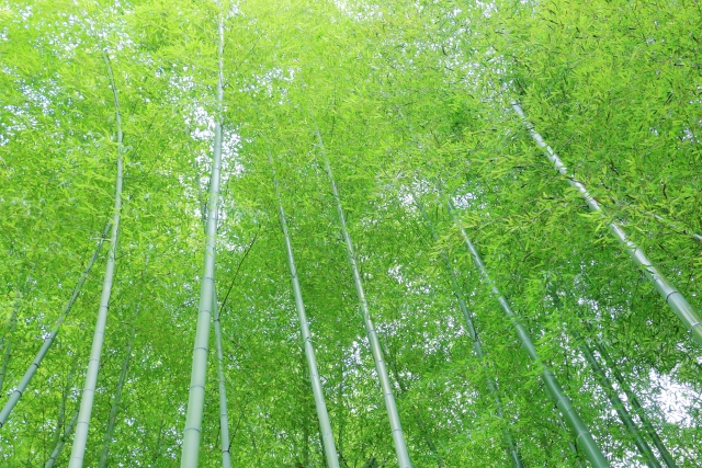 竹林